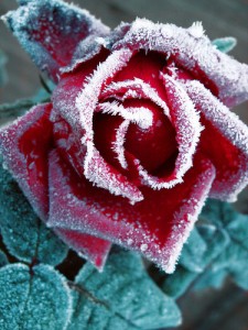 frost on Roses