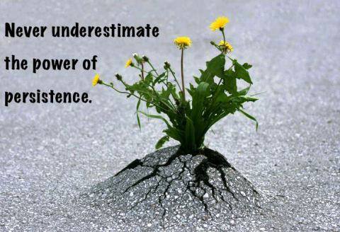 Photo of a plant growing through asphalt with the caption "Never underestimate the power of persistence"