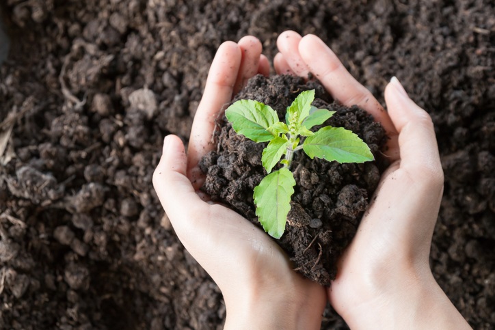 Photo of 2 human hands holding a small pile of dirt with a small plant in it with dirt in the background