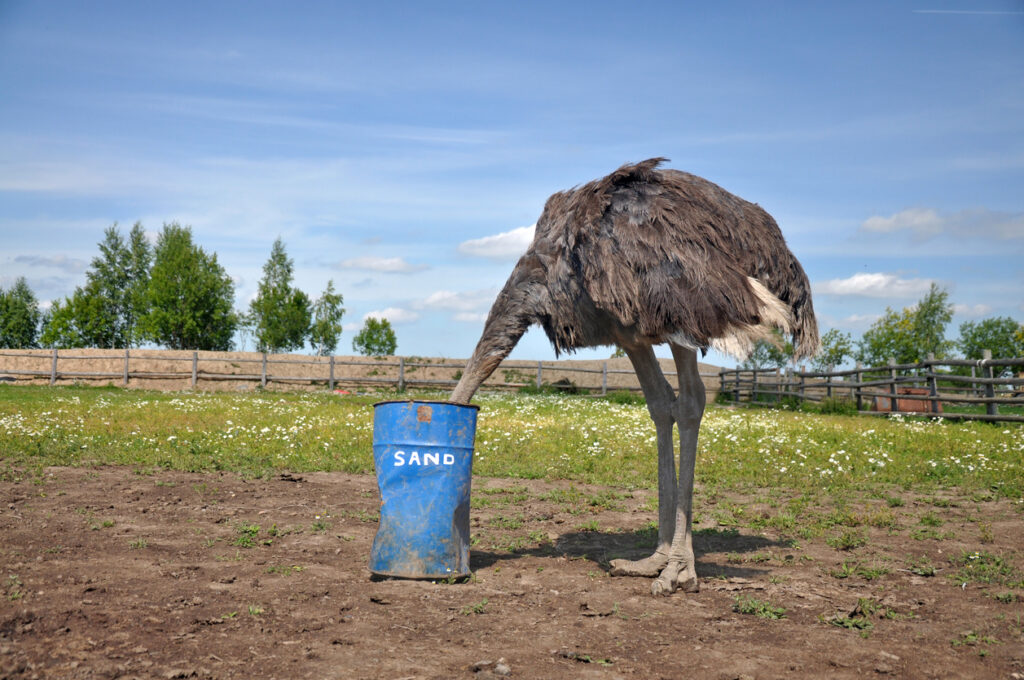 This image shows an ostrich standing outdoors in a fenced, grassy area under a bright blue sky. The ostrich has its entire head and neck buried inside a blue metal barrel labeled “SAND.”