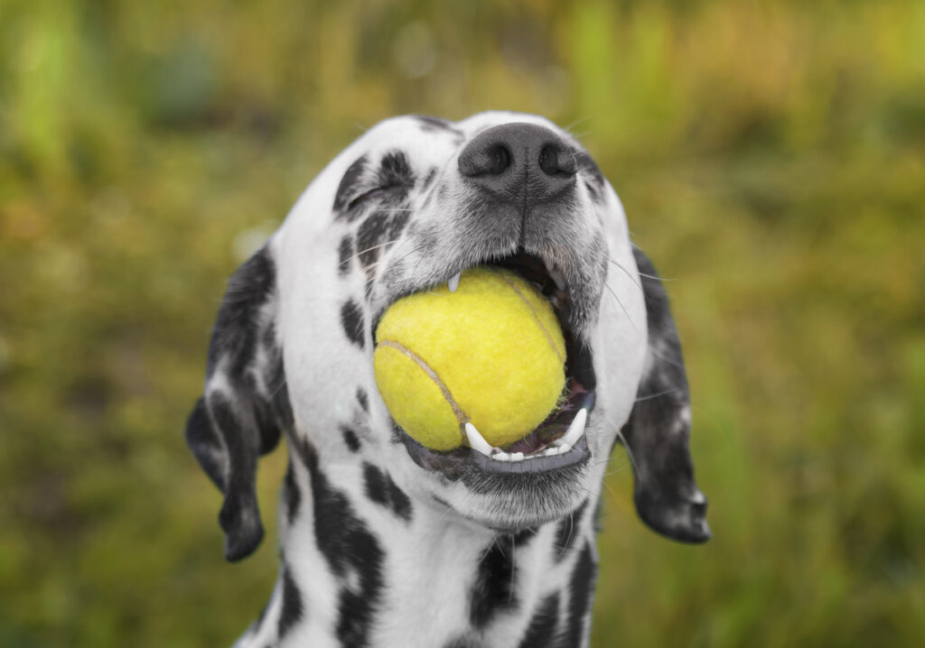 A dalmatian dog with a tennis ball in its mouth in front of an outdoor background