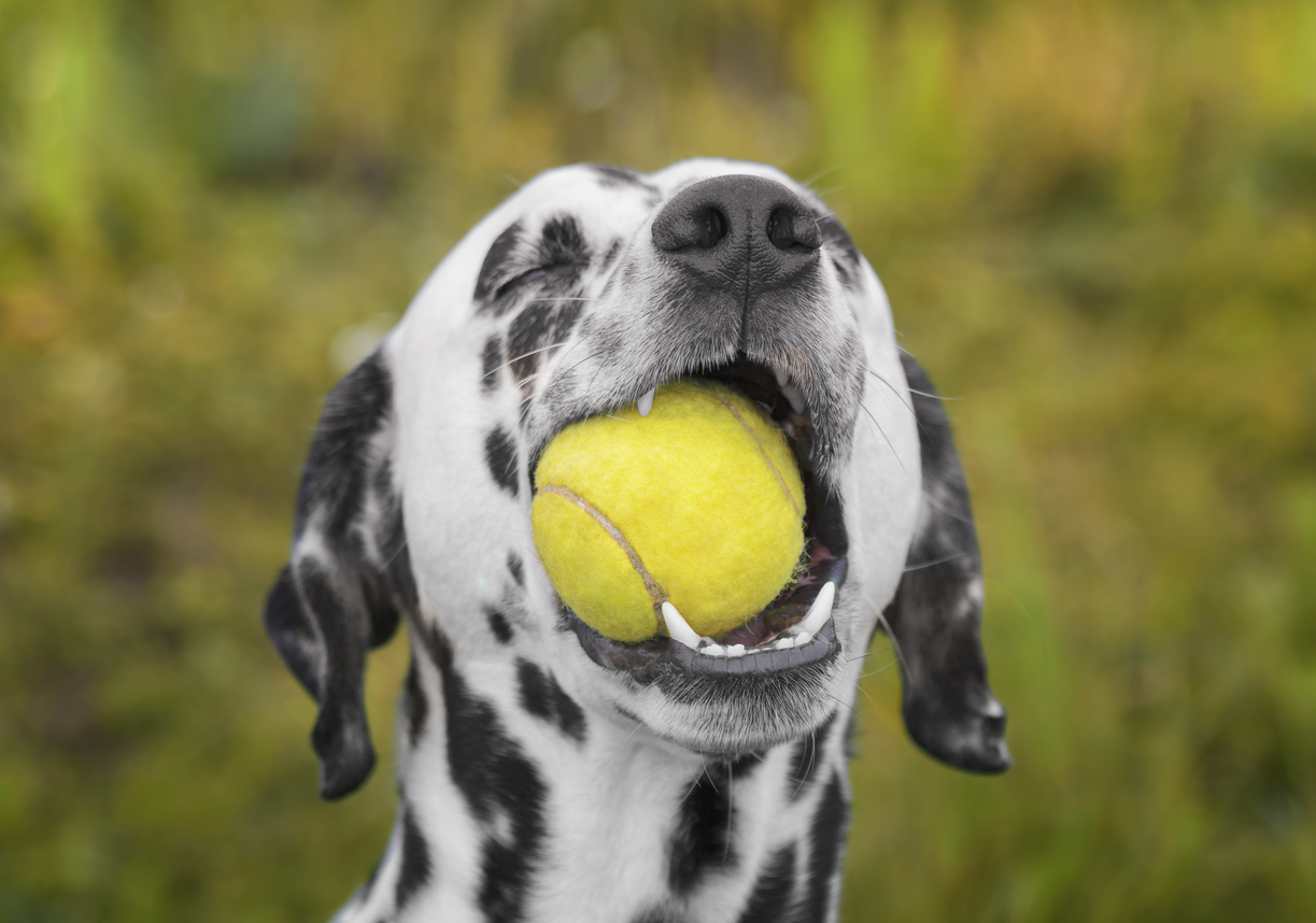 A dalmatian dog with a tennis ball in its mouth in front of an outdoor background