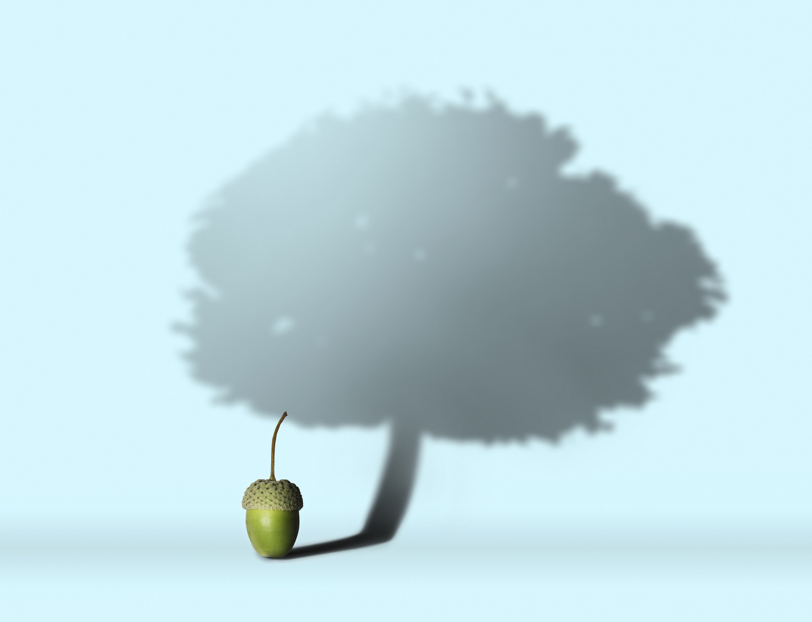 Acorn with oak tree shadow